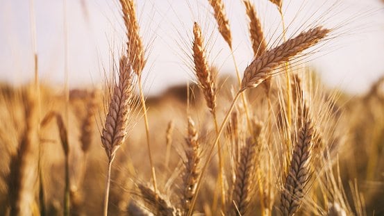 What is gluten free wheat starch